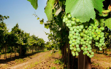 Контроль усіх етапів вирощування винограду